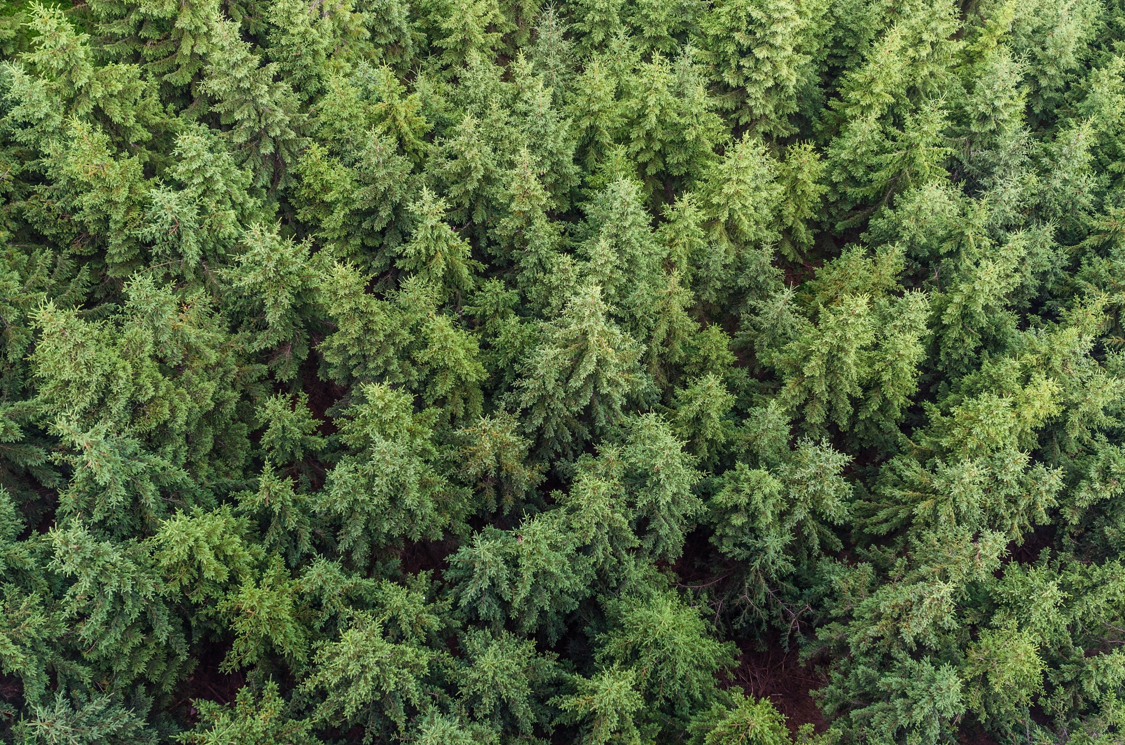 Conifer Tree Background Texture